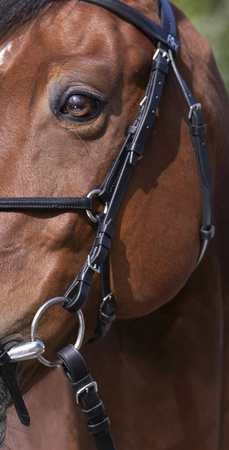 Ogłowie meksykańskie COB black RIDING WORLD