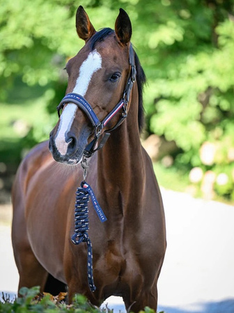 Kantar z uwiązem YALE pine TOMMY HILFIGER