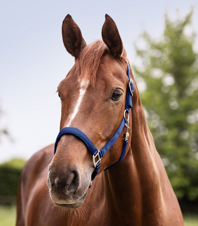 Kantar PerlonSatin saphire blue WALDHAUSEN