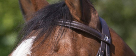 Ogłowie MUSEROLLE RIDING WORLD