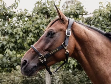 Kantar ANATOMIC Leather black COB KENTUCKY