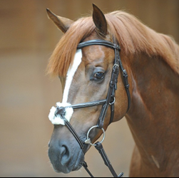 Ogłowie Diandro black KAVALKADE