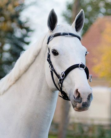 Kawecan skórzany rdzeń met. COB black QHP