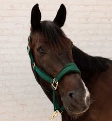 Kantar VELVET pine green KENTUCKY