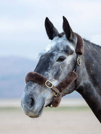 Zestaw futerek do kantara ARMA brown SHIRES