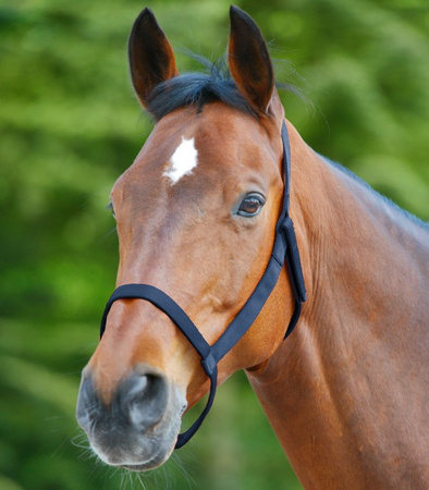 Kantar Grazing bez okuć FULL black WALDHAUSEN
