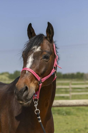 Kantar GROOMING EKKIA różne kolory