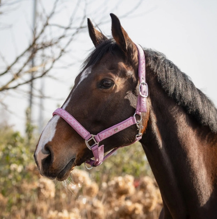 Kantar Lyvia Pink QHP