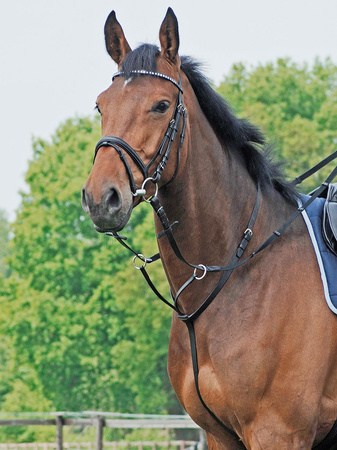 Wytok Basic skórzany PONY black BUSSE