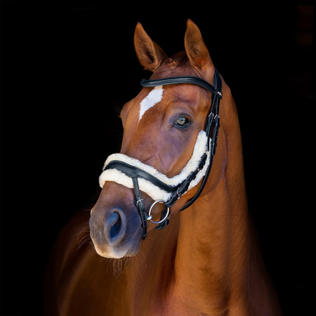 Ogłowie Equitus Zeta black COB SCHOCKEMOHLE