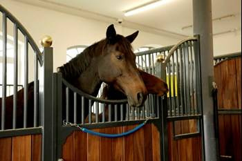 Wieszak na derki/czapraki przenośny blue KERBL
