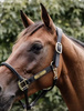 Kantar ANATOMIC Leather black COB KENTUCKY