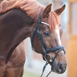 Ogłowie Everness KAVALKADE