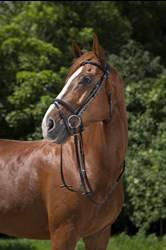 Ogłowie MUSEROLLE RIDING WORLD