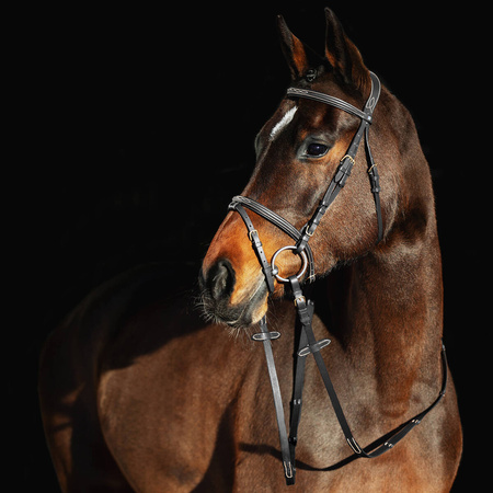 Ogłowie Constance black HORZE