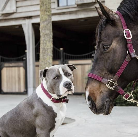 Kantar PLAITED Nylon bordeaux KENTUCKY