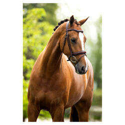 Ogłowie Luton oak/silver Full BR