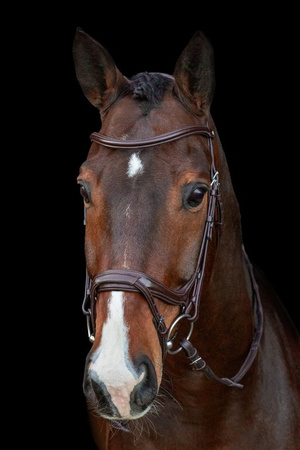 Ogłowie SP ANCONA esp./silver FULL SCHOCKEMOHLE