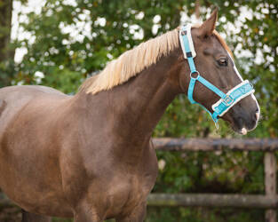 Kawecan parciany QHP różne kolory