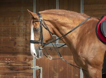 Gogue FULL black NORTON