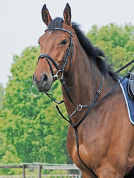 Wytok Basic skórzany PONY black BUSSE