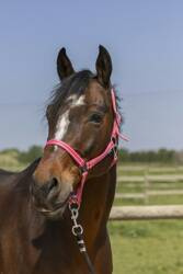 Kantar GROOMING EKKIA różne kolory